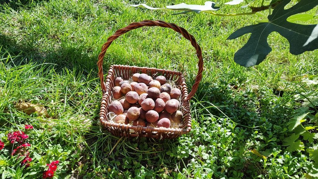The Wild Fig 호텔 슈멘 외부 사진